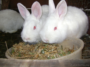 кролики порода Новозеландская белая - Изображение #1, Объявление #214950