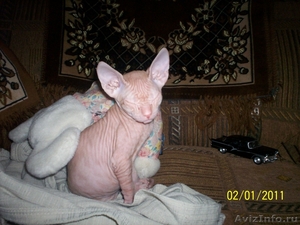 Котенок донского сфинкса. 4 мес. Окрас розовый табби - Изображение #1, Объявление #267313