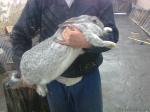 Продам кроликов в Омске - Изображение #7, Объявление #82364