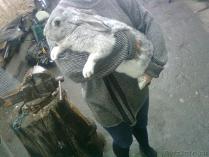 Продам кроликов в Омске - Изображение #5, Объявление #82364