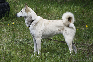 Классные щенки западно-сибирской лайки, с документами - Изображение #2, Объявление #394964