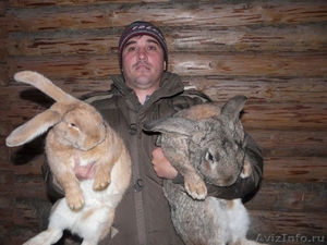 породистые кролики - Изображение #2, Объявление #480816