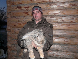 породистые кролики - Изображение #3, Объявление #480816