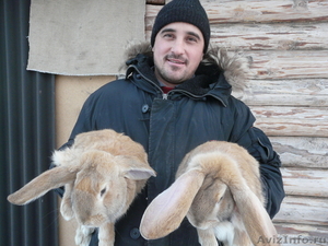 породистые кролики - Изображение #1, Объявление #480816