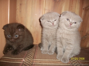 Шотландские котята в ласковые ручки - Изображение #6, Объявление #532251