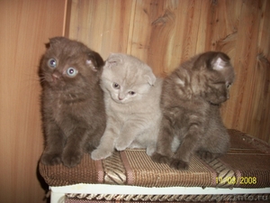 Шотландские котята в ласковые ручки - Изображение #4, Объявление #532251