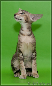 Продам прекрасных ориентальных котят  - Изображение #1, Объявление #532144