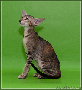 Продам прекрасных ориентальных котят  - Изображение #2, Объявление #532144