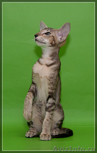 Продам прекрасных ориентальных котят  - Изображение #3, Объявление #532144