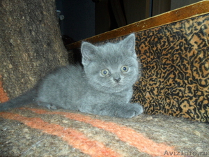 продаются замурчательные плюшевые британские котята - Изображение #1, Объявление #359497