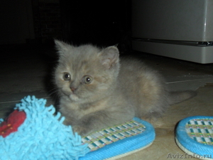 продаются замурчательные плюшевые британские котята - Изображение #3, Объявление #359497