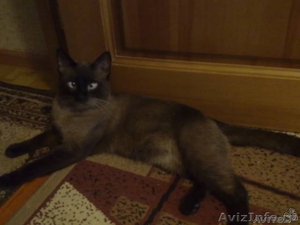 СРОЧНО даром сиамских котят - Изображение #4, Объявление #727596