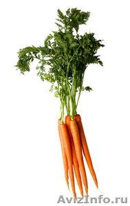 Морковь оптом из Павлодара, Казахстан - Изображение #1, Объявление #726611