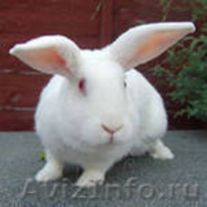 кролики Фландеры - Изображение #1, Объявление #900959