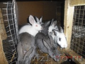 Продаю кроликов в Омске - Изображение #2, Объявление #1029970
