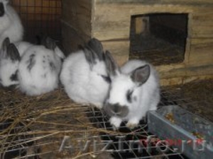 Продаю кроликов в Омске - Изображение #3, Объявление #1029970