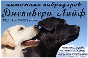 высокопородные щенки лабрадора из питомника - Изображение #3, Объявление #1058344