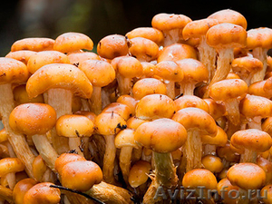 Купить высококачественный мицелий грибов вешенки - Изображение #3, Объявление #1080552