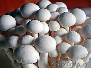 Купить высококачественный мицелий грибов вешенки - Изображение #1, Объявление #1080552