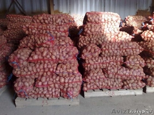 Продажа картофеля оптом в омске от производителя - Изображение #1, Объявление #1171726